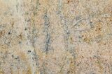 Polished Dinosaur Bone (Gembone) Slab - Morocco #349644-1